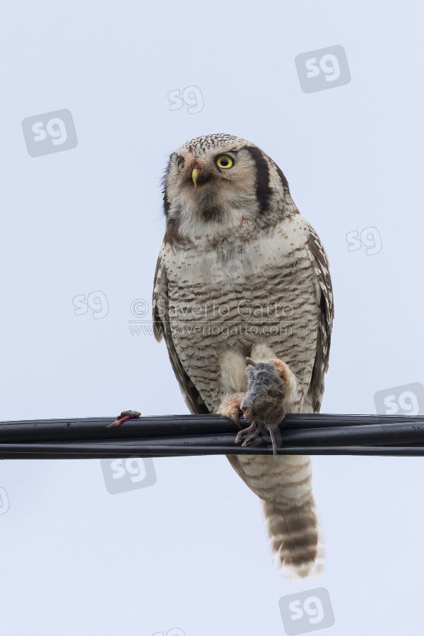 Northern Hawk-Owl, adult perched on a wire with a caught vole